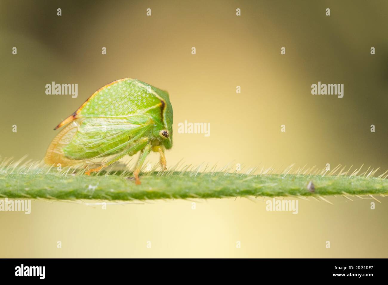 Stickocephala bisonia - Buffalo Treehopper - Büffelzikade, Roumanie, imago Banque D'Images