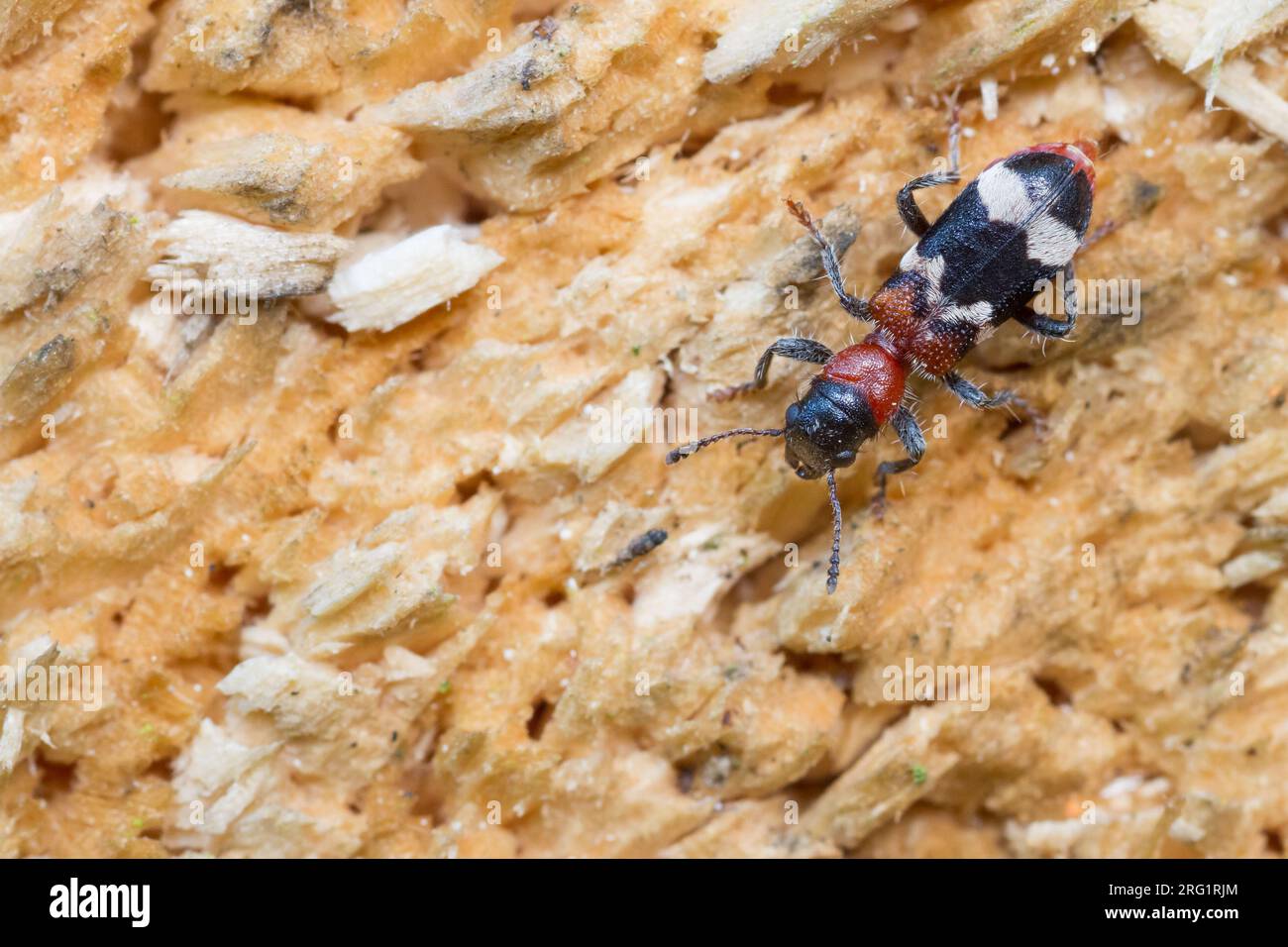 Thanasimus formicarius - cleridé européen à ventre rouge - Ameisen-Buntkäfer, Allemagne (Bade-Württemberg), imago Banque D'Images