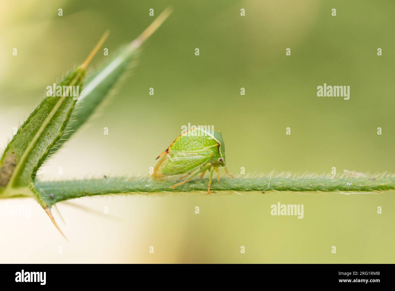 Stickocephala bisonia - Buffalo Treehopper - Büffelzikade, Roumanie, imago Banque D'Images