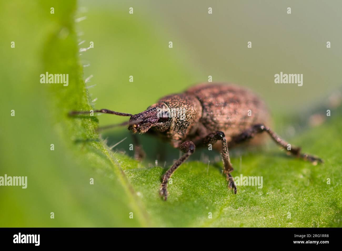 Otiorhynchus ligustici - coléoptère de la luzerne - Kleeluzerne-Rüssler, Allemagne (Bade-Württemberg), imago Banque D'Images