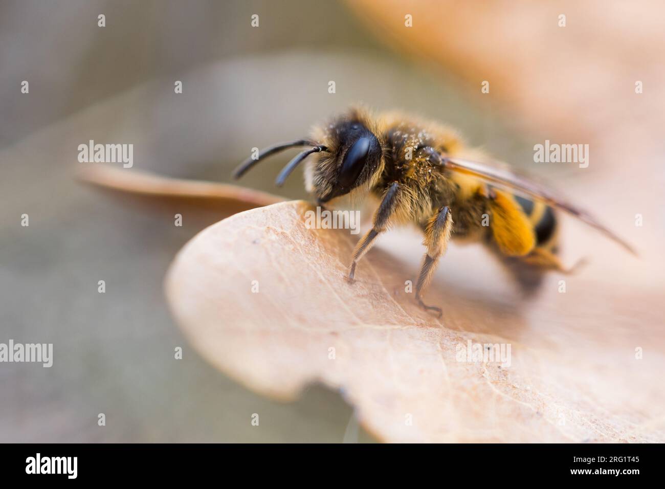 Andrena flavipes - Gemeine Sandbiene, France (Alsace), imago, femme Banque D'Images