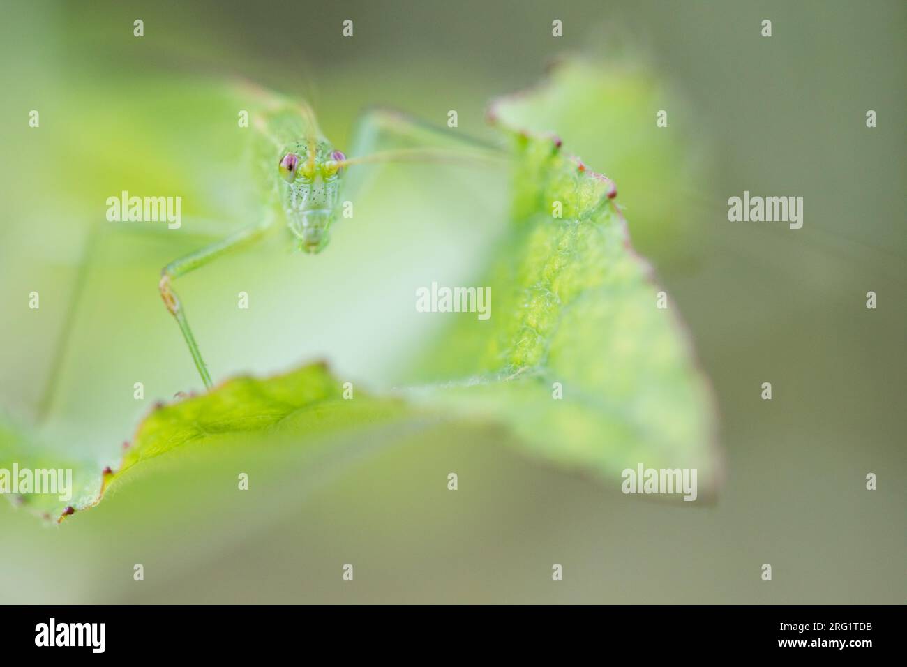 Phaneroptera falcata - faucille-cricket - Gemeine Sichelschrecke, Allemagne (Bade-Württemberg), imago Banque D'Images