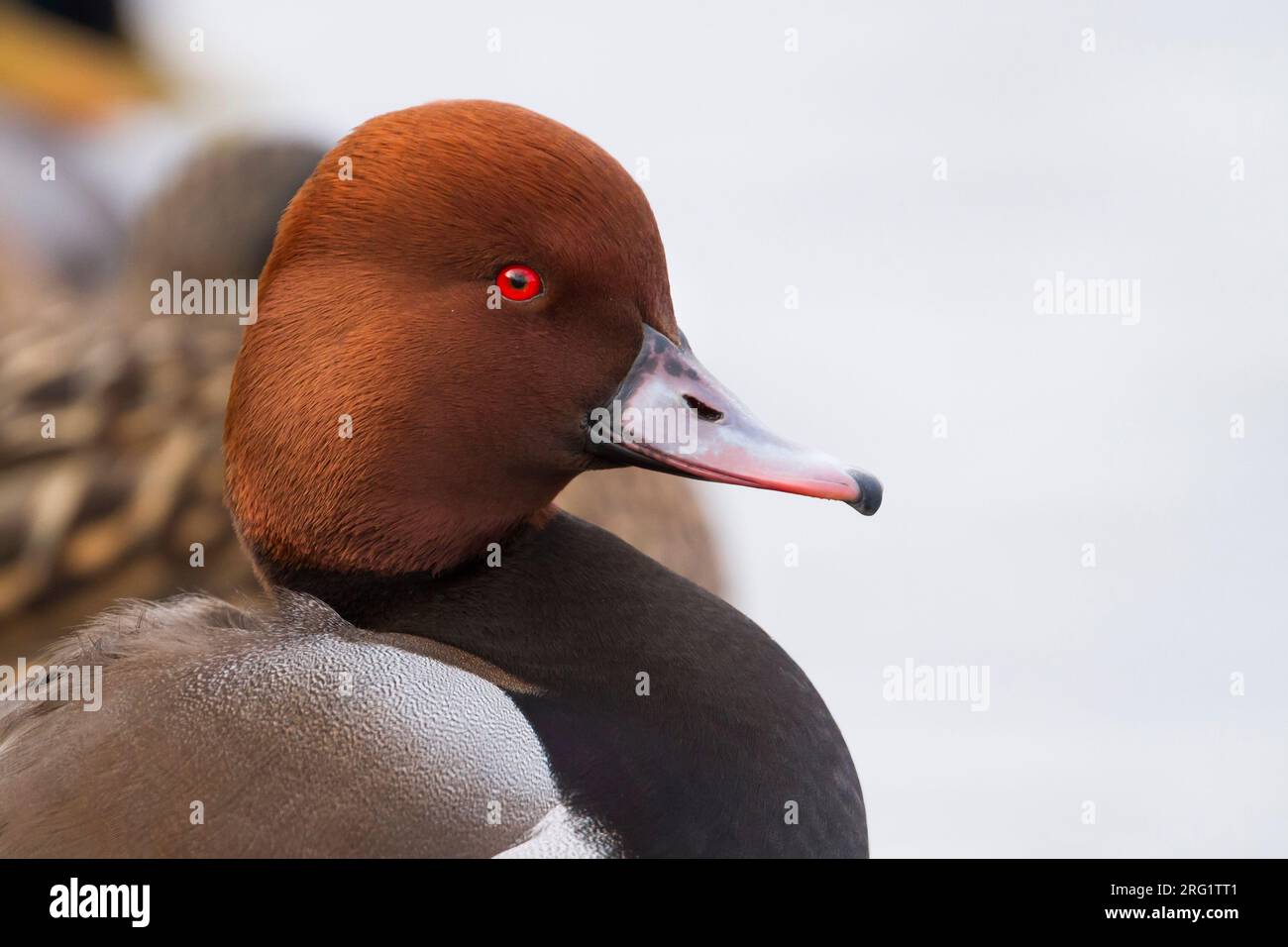 Mâle adulte hybride Pochard commun x Pochard à crête rouge (Aythya ferina x Netta rufina) nageant sur un lac en Allemagne. Banque D'Images