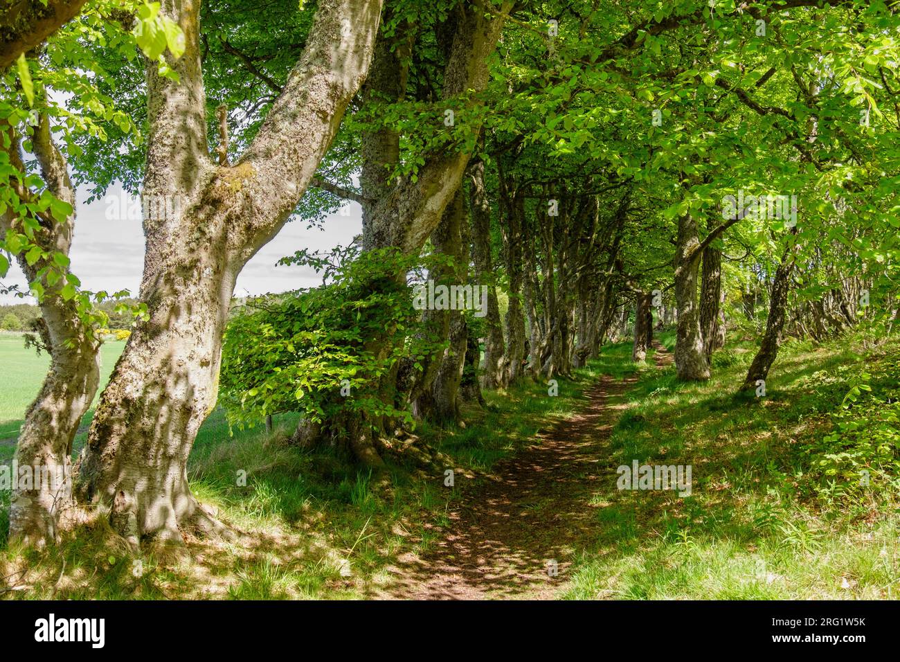 Sentier forestier en été dans Royal Burgh of Dornoch, Sutherland, Highland, Écosse, Royaume-Uni, Grande-Bretagne, Europe Banque D'Images