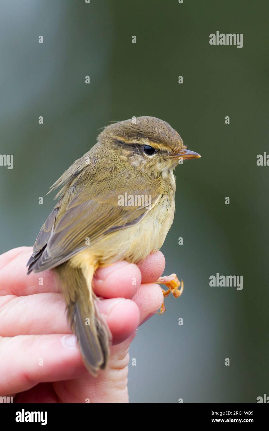 Paruline de Radde (Phylloscopus schwarzi) Allemagne, en captivité Banque D'Images