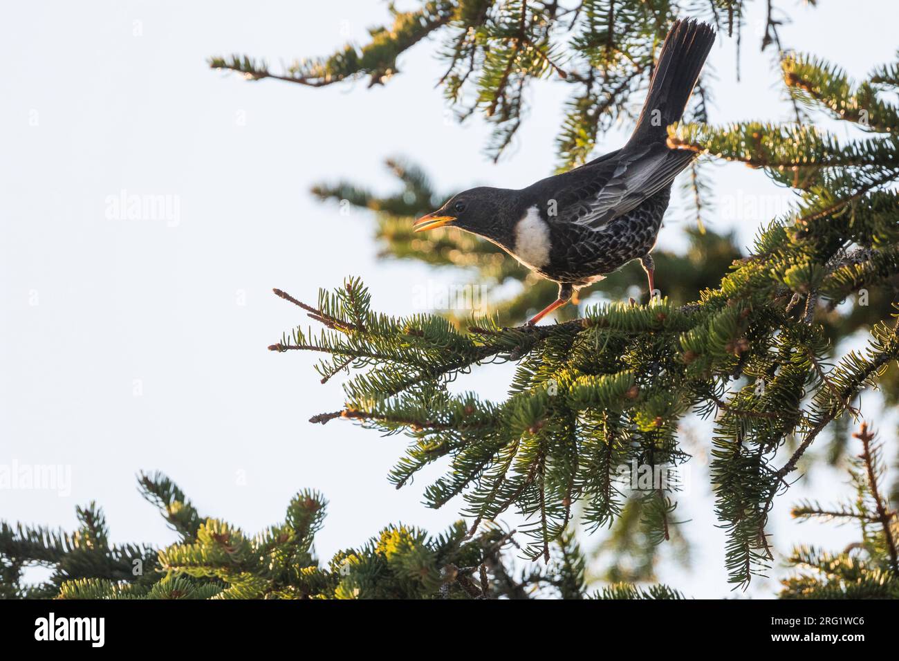 Anneau Ouzel - Ringdrossel - Turdus torquatus ssp. Alpestris, Allemagne, mâle adulte Banque D'Images