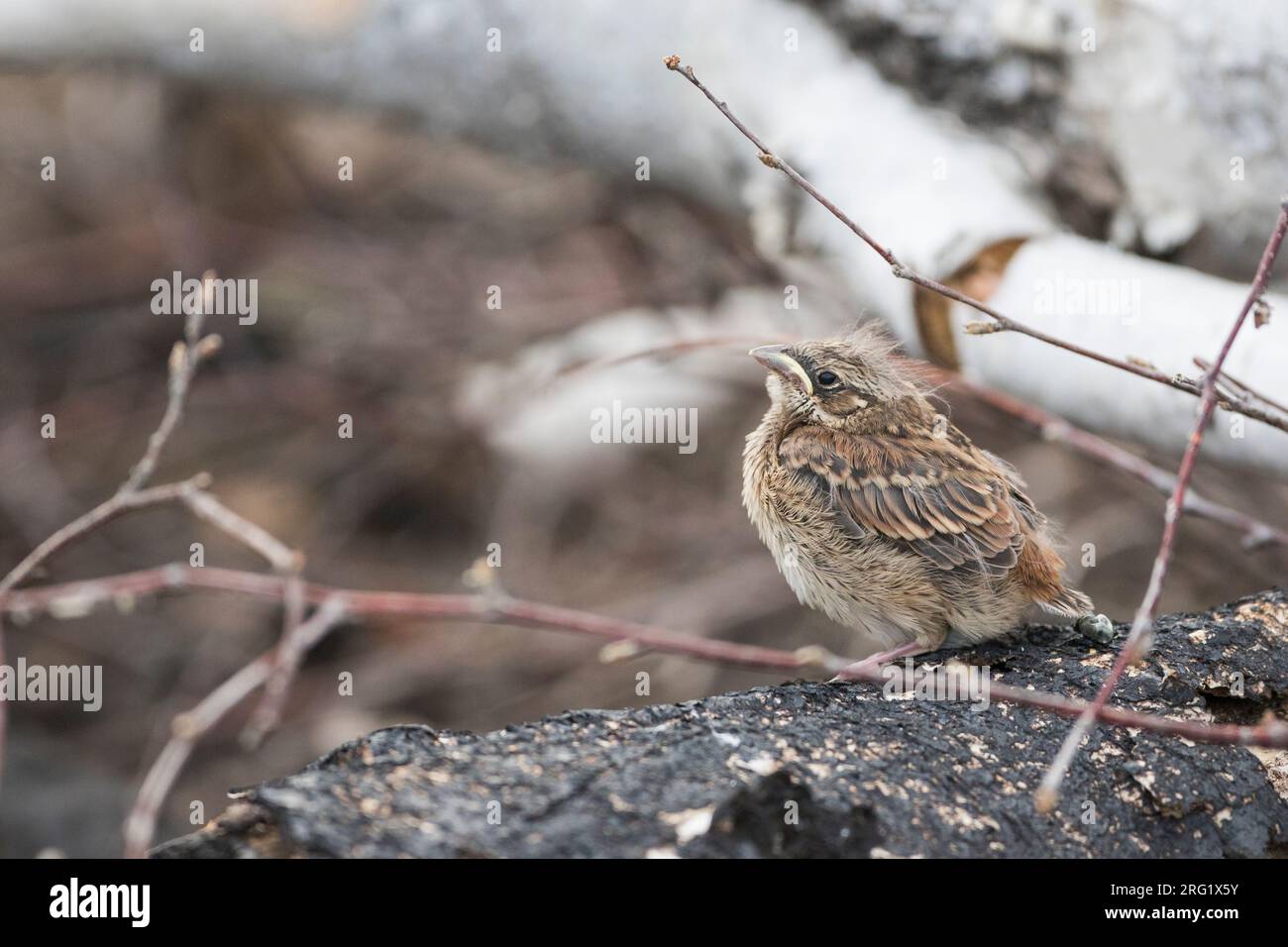 Lapin de pin - Fichtenammer - Emberiza leucocephalos leucocephalos, Russie (Baïkal), naissante Banque D'Images