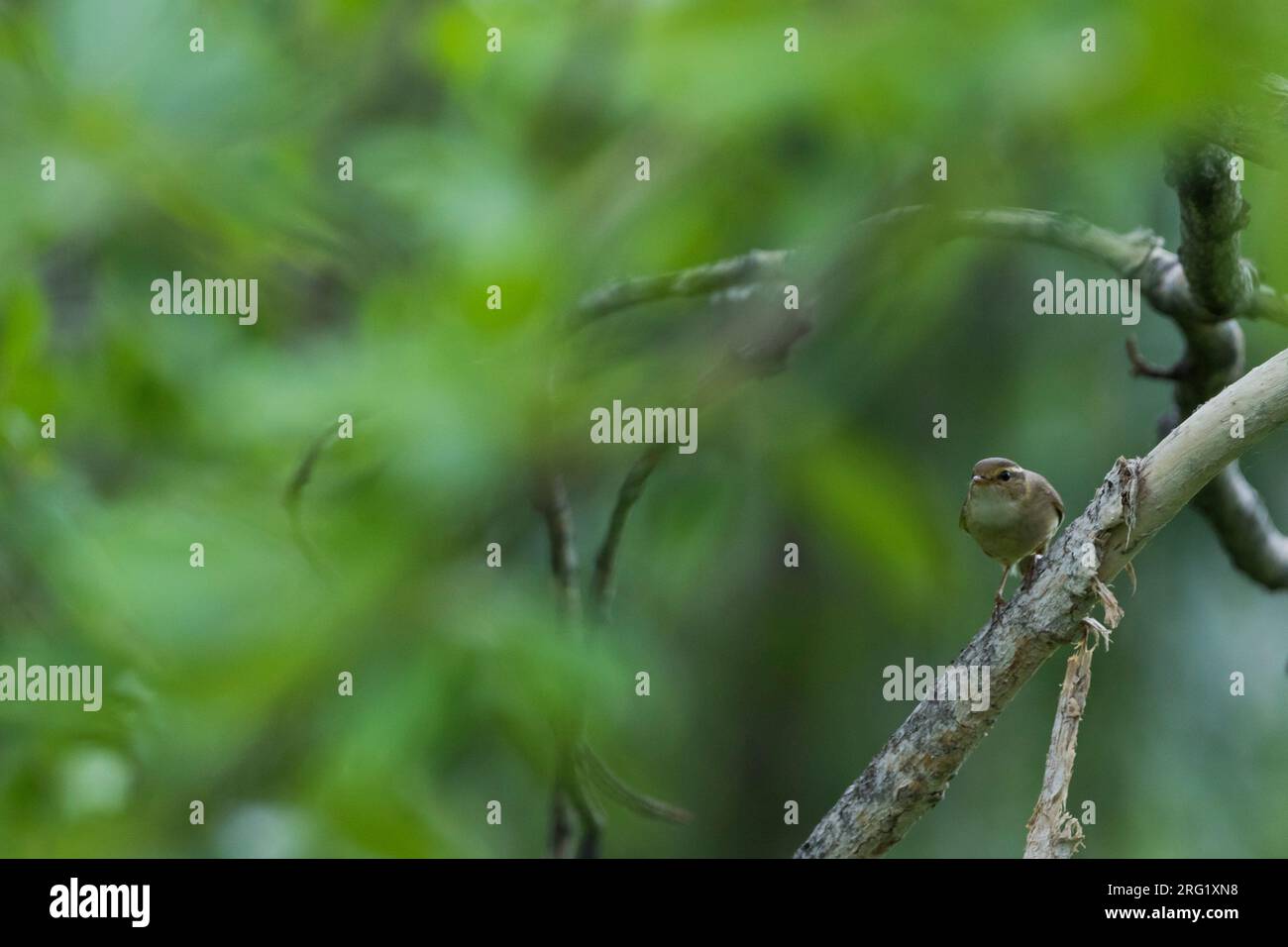 Paruline de Radde, Phylloscopus schwarzi, Russie, adulte Banque D'Images