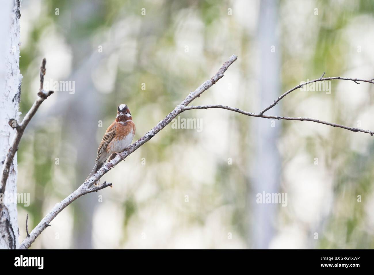 Pinède - Fichtenammer - Emberiza leucocephalos leucocephalos, Russie (Baikal), homme adulte Banque D'Images