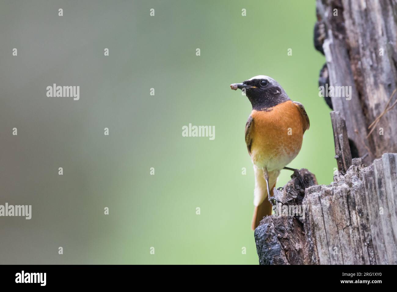Redstart - Gartenrotschwanz - Phoenicurus phoenicurus ssp. Phoenicurus, Russie (oblast Irkoutsk), mâle adulte Banque D'Images