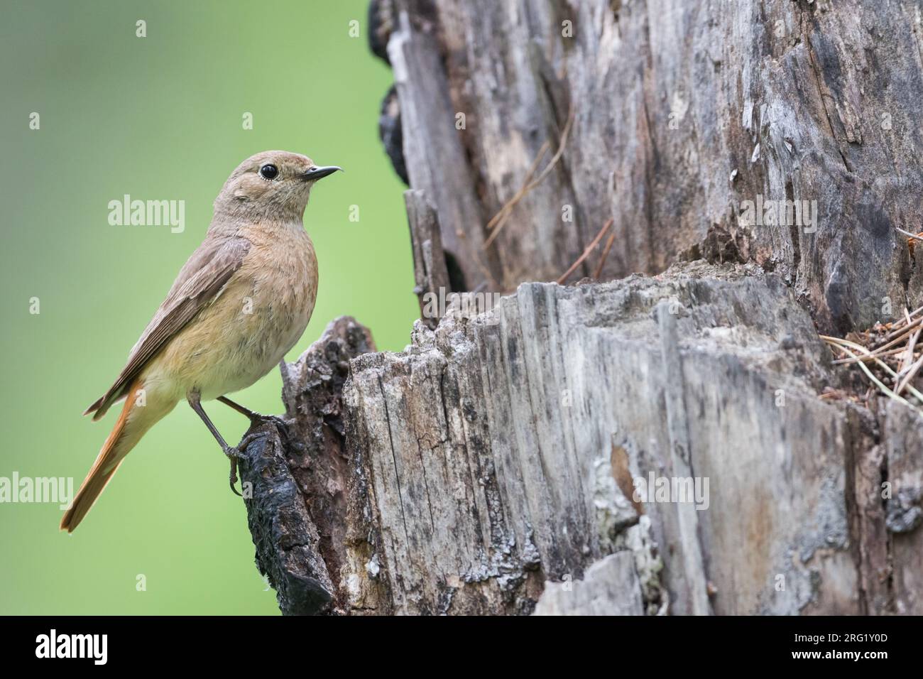 Redstart - Gartenrotschwanz - Phoenicurus phoenicurus ssp. Phoenicurus, Russie (oblast Irkoutsk), femelle adulte Banque D'Images
