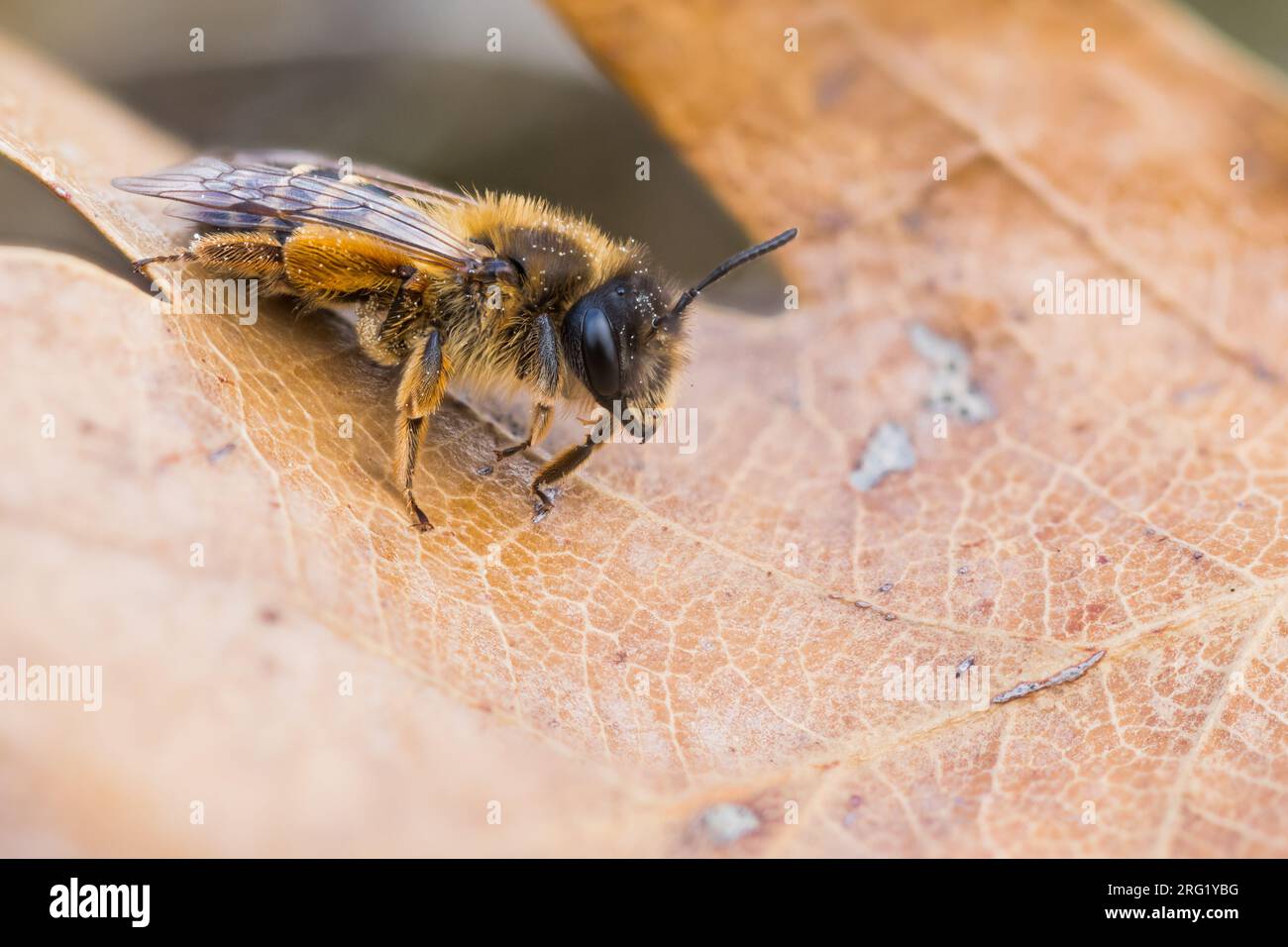 Andrena flavipes - Gemeine Sandbiene, France (Alsace), imago, femme Banque D'Images