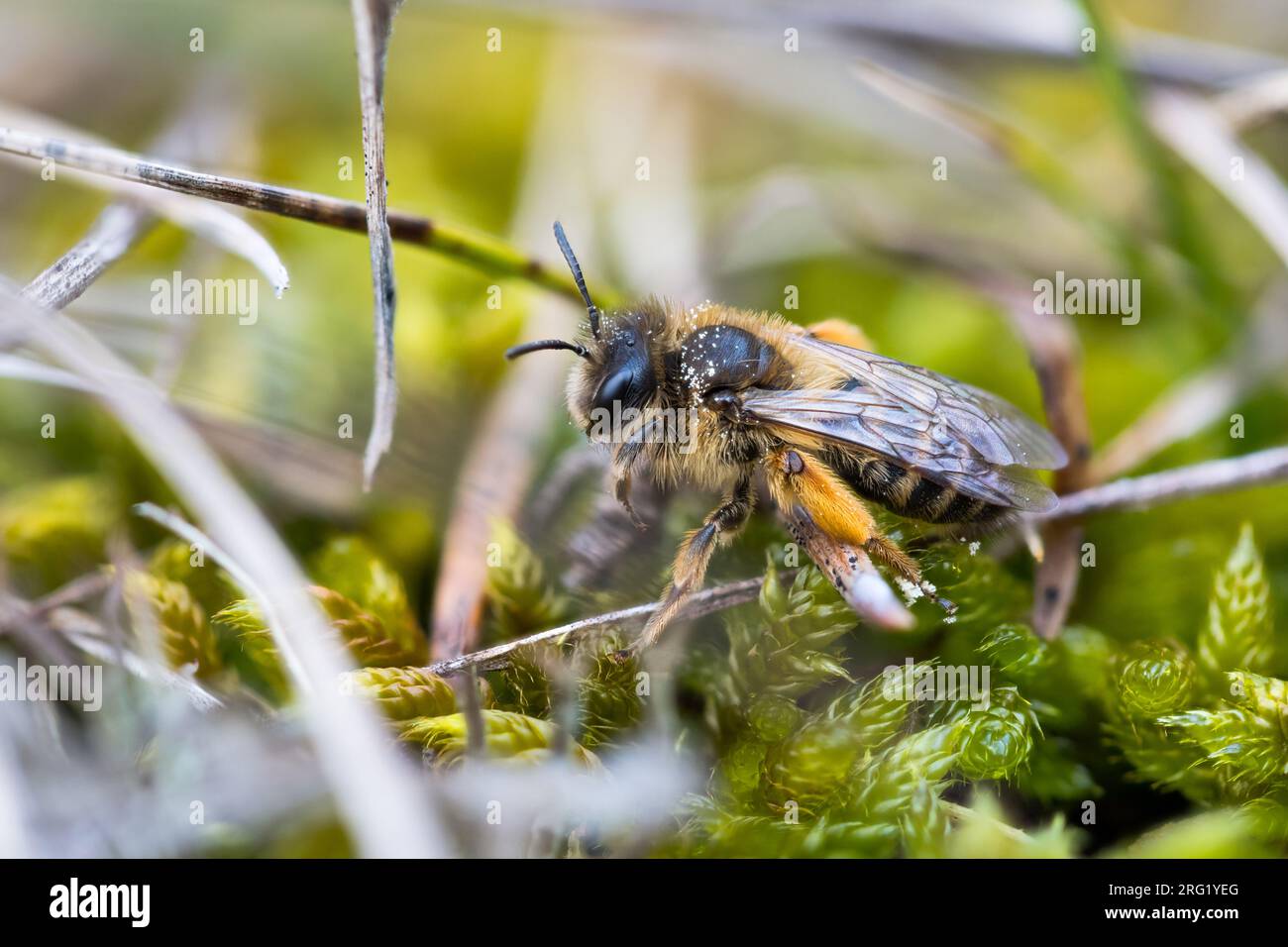 Andrena flavipes - Gemeine Sandbiene, France (Alsace), imago, femme Banque D'Images