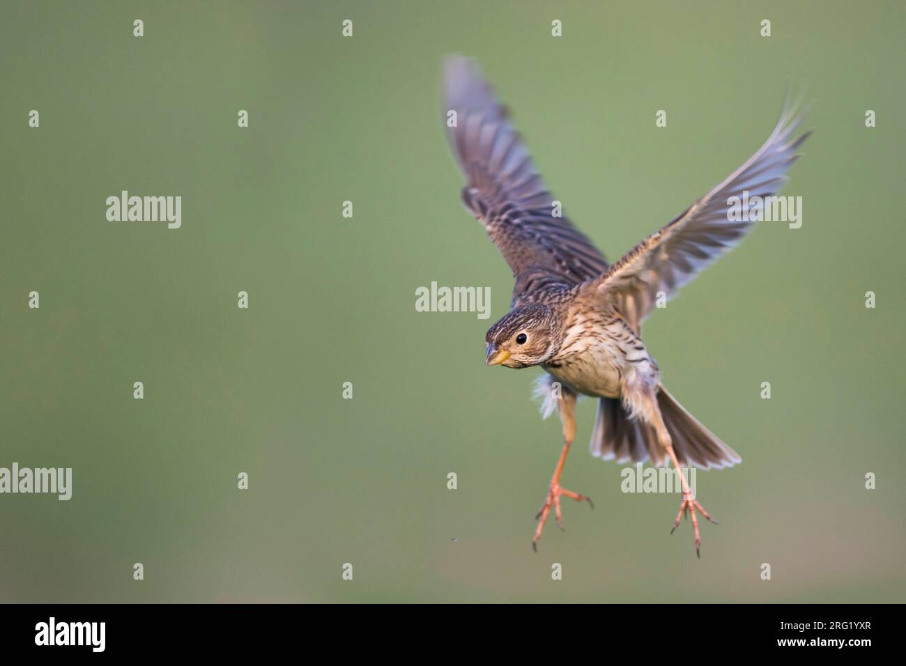 Bruant Proyer - Miliaria calandra Grauammer - ssp. calandra, Hongrie, adulte Banque D'Images