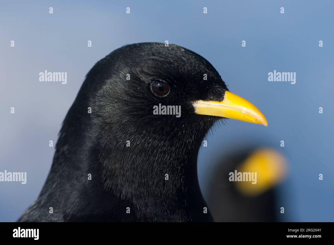 Alpine Chough Pyrrhocorax graculus - Alpendohle - ssp. graculus, Allemagne Banque D'Images