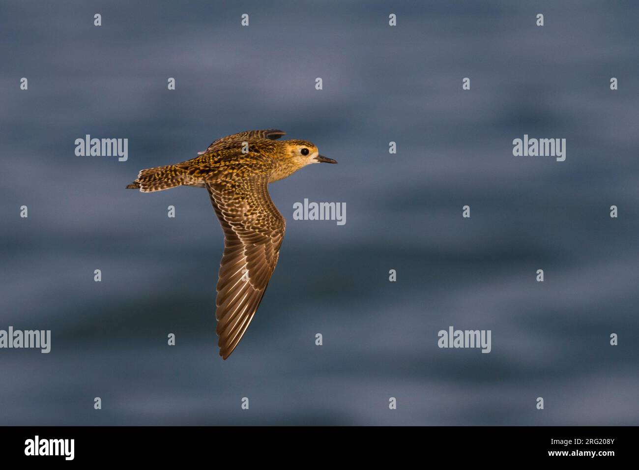 Pluvier doré du Pacifique - Tundra-Goldregenpfeifer - Pluvialis fulva, Oman, plumage d'hiver - adultes Banque D'Images