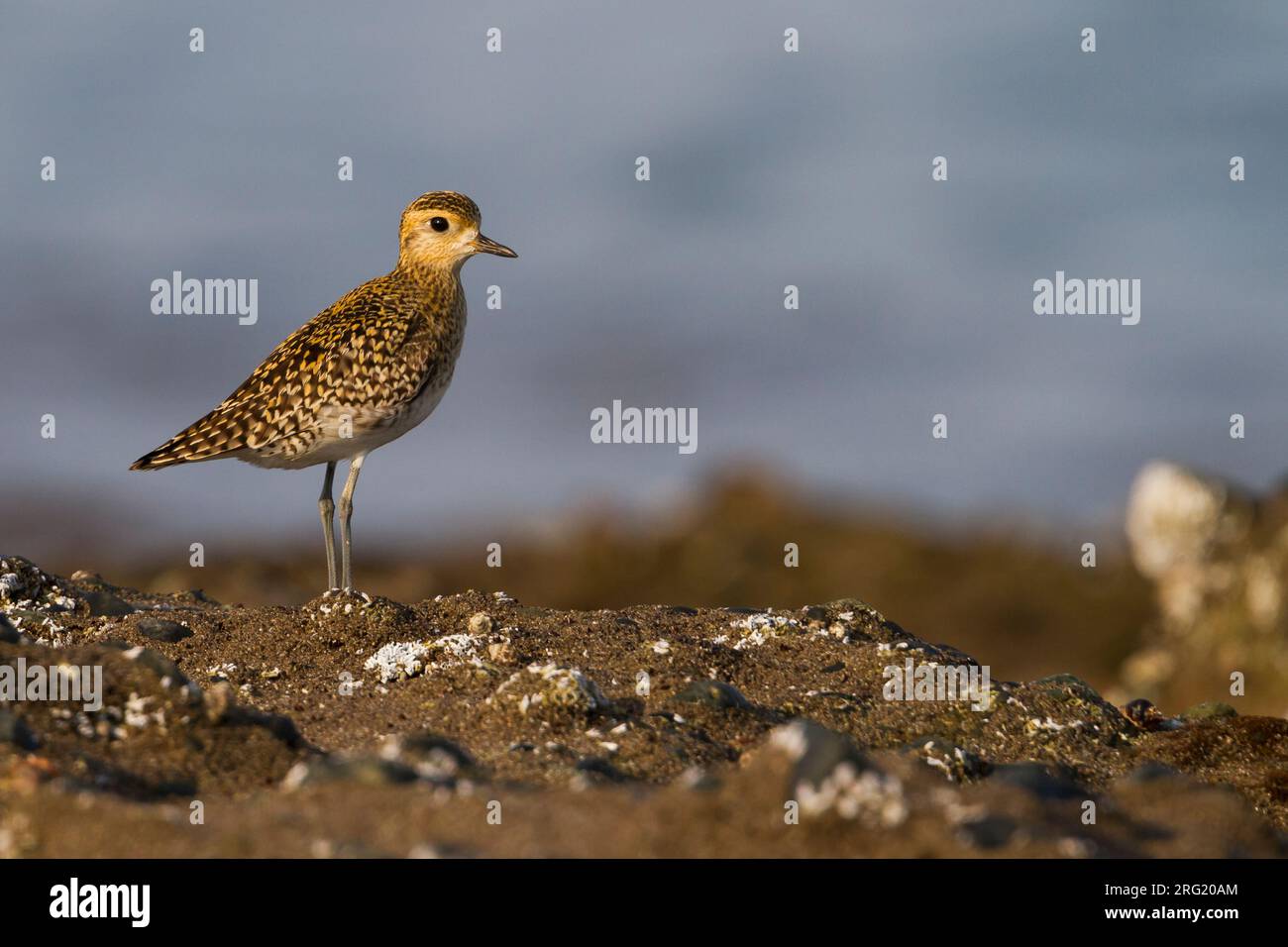 Pluvier doré du Pacifique - Tundra-Goldregenpfeifer - Pluvialis fulva, Oman, adulte Banque D'Images