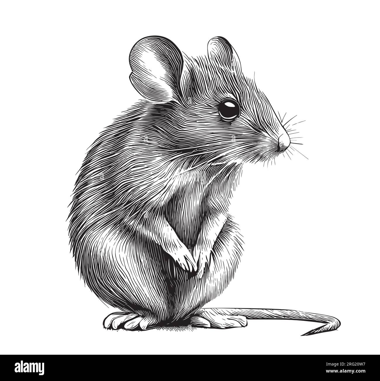 Mignon souris dessin à la main illustration Wild rongeurs Illustration de Vecteur