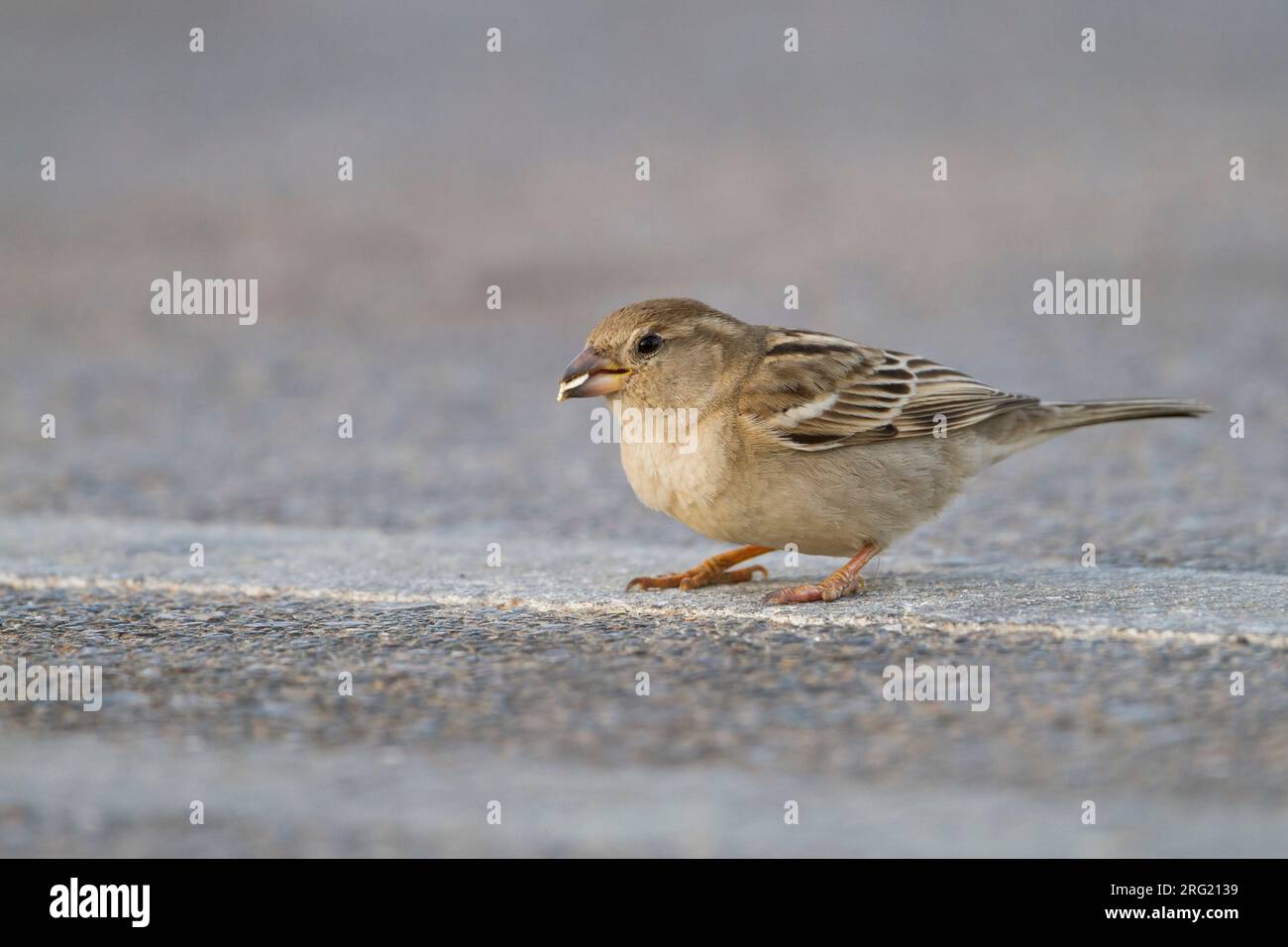 Moineau domestique Passer domesticus, Haussperling ssp. hufufae, adulte, femme, Oman Banque D'Images