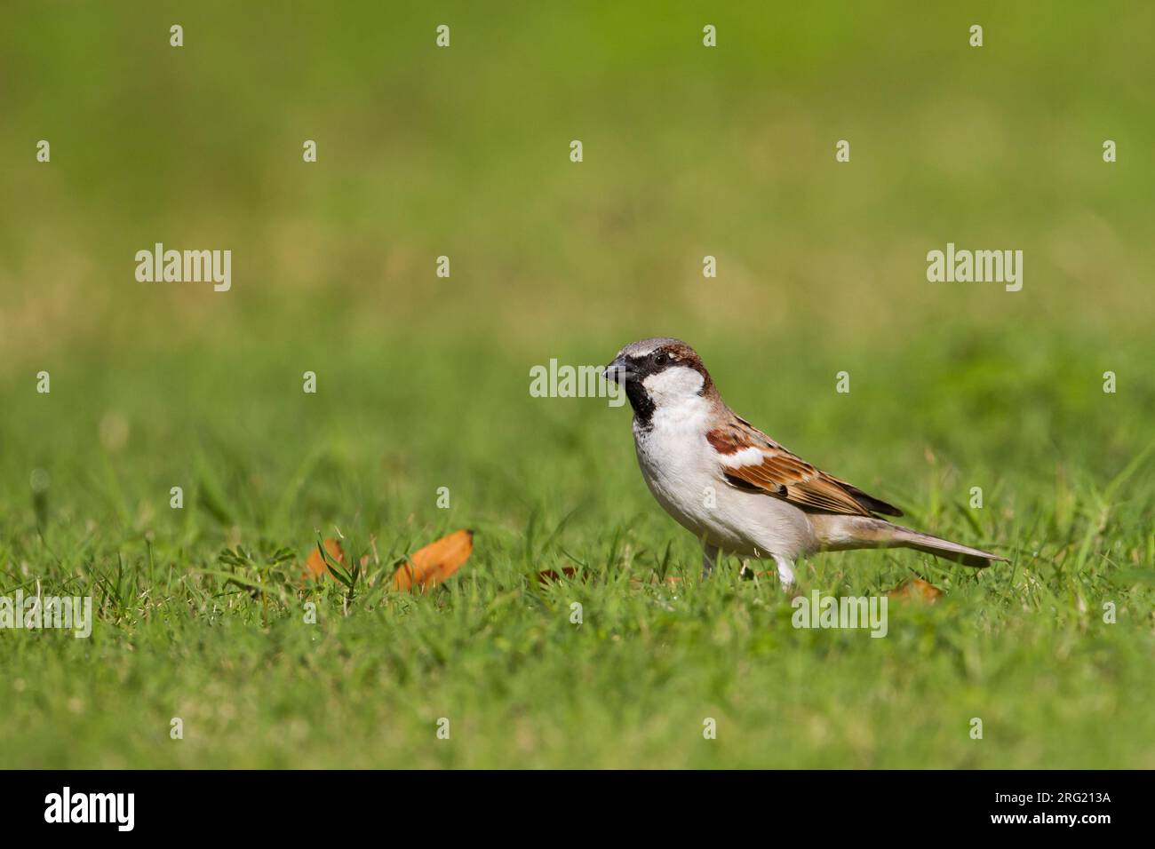 Huismus, Moineau domestique Passer domesticus ssp. hufufaen, mâle adulte, Oman Banque D'Images