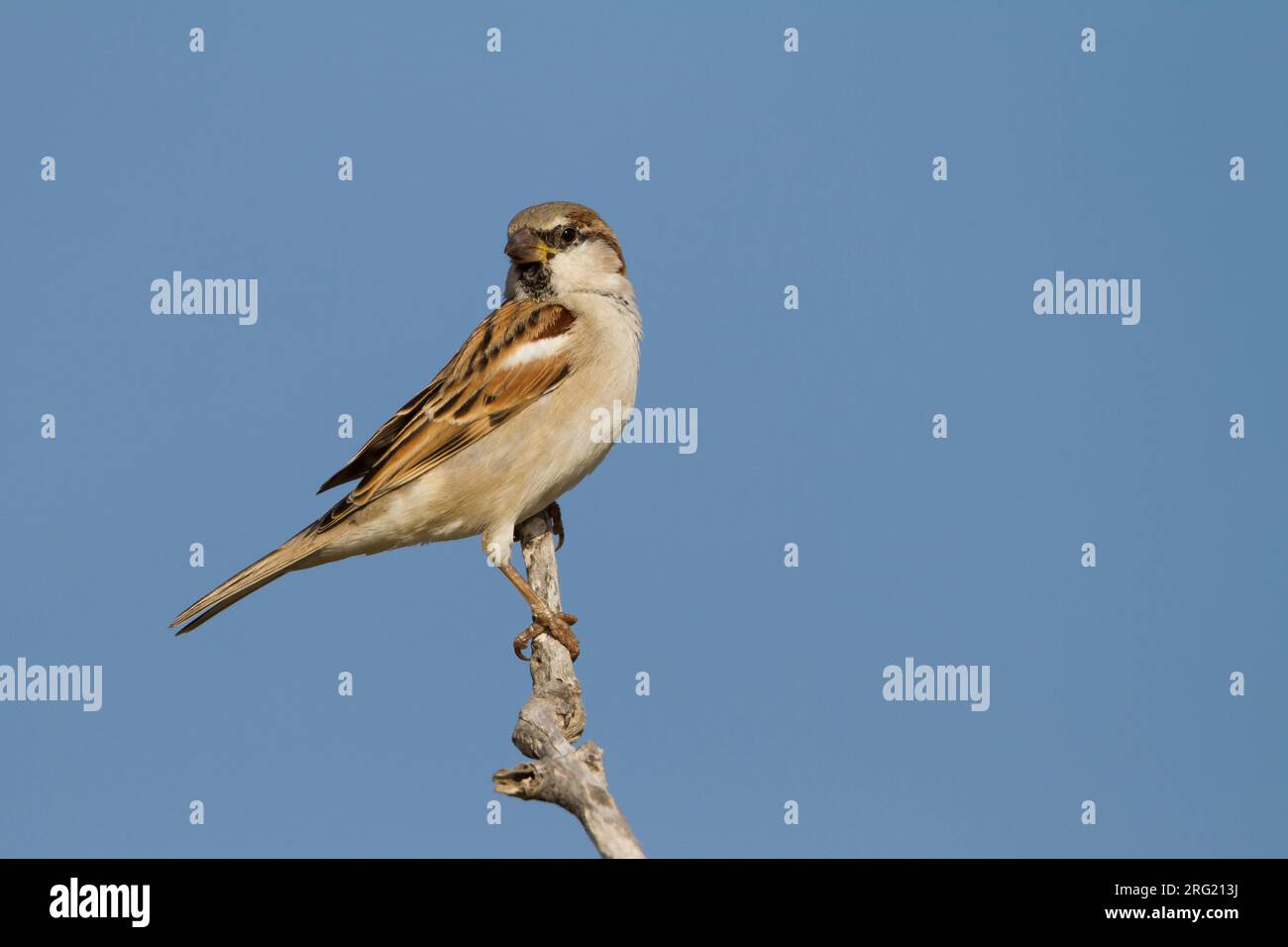 Huismus, Moineau domestique Passer domesticus ssp. hufufaen, mâle adulte, Oman Banque D'Images