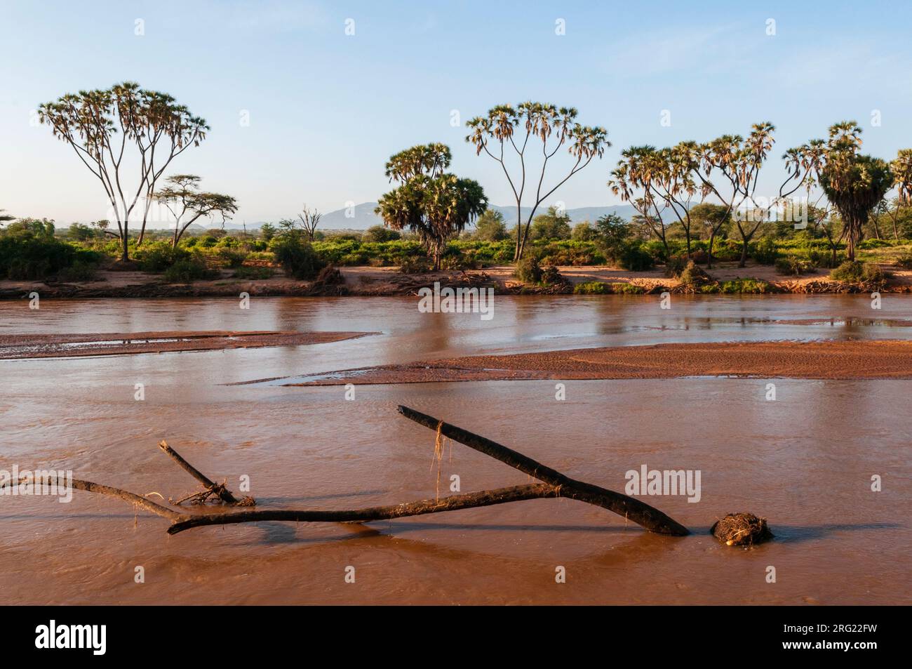 Palmiers du Doum, Hyphaene coriacea, le long des rives de la rivière Samburu.Rivière Samburu, réserve de gibier de Samburu, Kenya. Banque D'Images