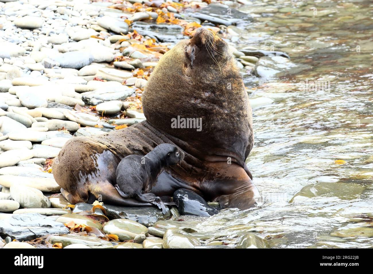 Een imposant mannetje Zuidelijke Zeeleeuw a rencontré een jong un taureau impressionnant Lion de mer du Sud avec un ourson Banque D'Images