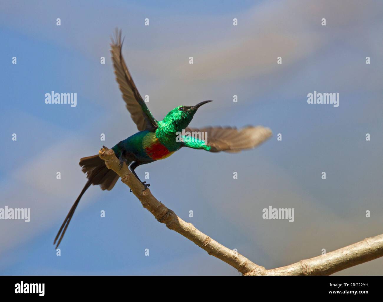 Mâle beau Sunbird (Cinnyris pulchella pulchellus) en Gambie. Décollage d'une succursale. Banque D'Images