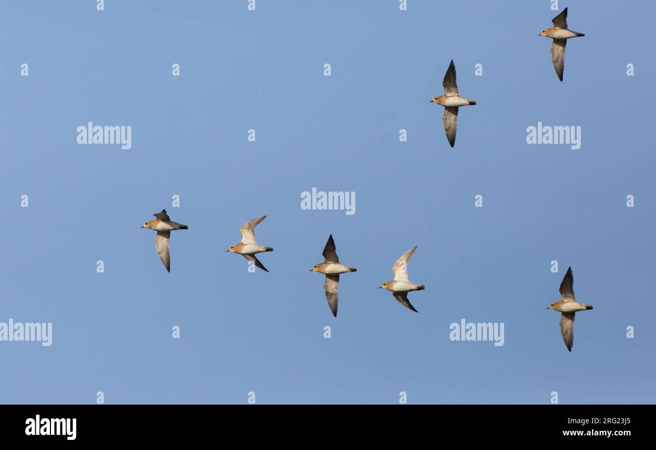 Pluvialis apricaria (Pluvialis abricaria) volant au soleil d'hiver tôt le matin vers leur zone d'alimentation le long de la côte néerlandaise. Banque D'Images