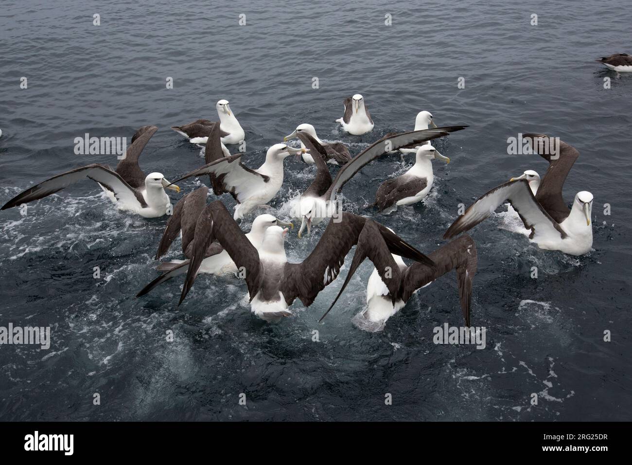 Un groupe d'Albatros à coiffe blanche se bat pour des coupes de poisson juste à l'extérieur de Stewart Island, en Nouvelle-Zélande. Banque D'Images