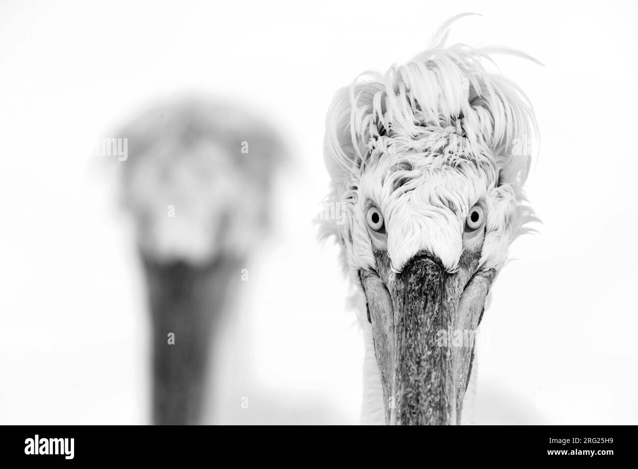Image en noir et blanc d'un pélican dalmate adulte (Pelecanus crispus) au lac Kerkini, Grèce. Regarder directement dans l'appareil photo. Banque D'Images