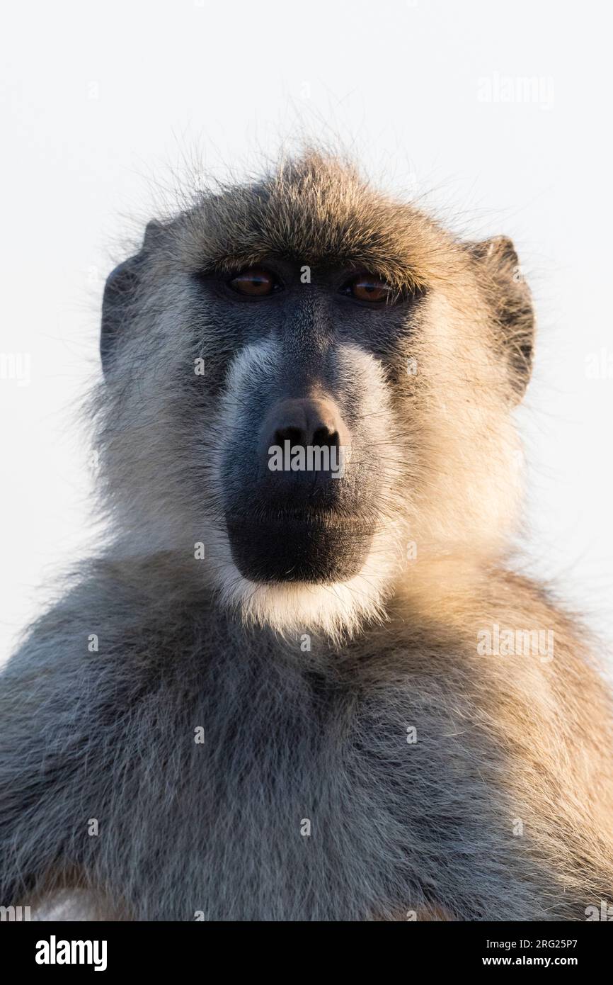 Portrait d'un babouin jaune, Papio hamadryas cynocephalus.VOI, zone de conservation de Tsavo, Kenya. Banque D'Images