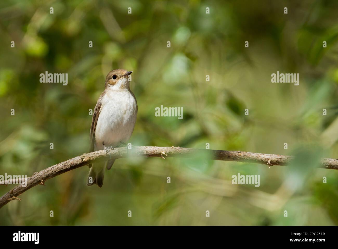 Withalsvliegenvanger ; Ficedula semitorquata Semicollared Flycatcher ; Banque D'Images