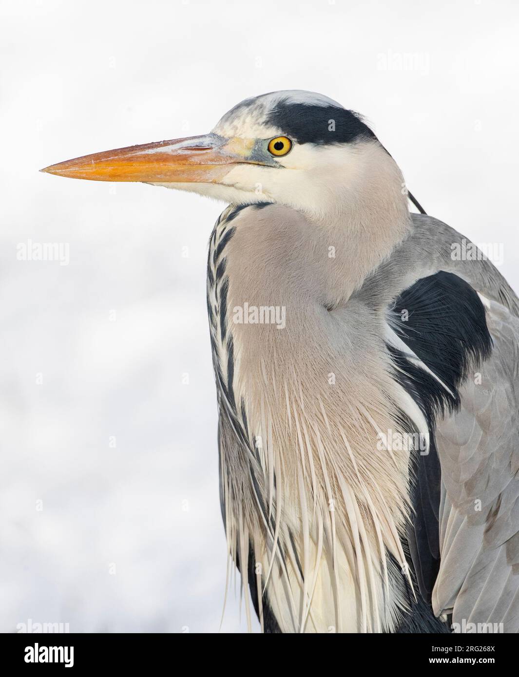 Hivernage de l'héron gris (Ardea cinerea) à Katwijk, pays-Bas. Banque D'Images