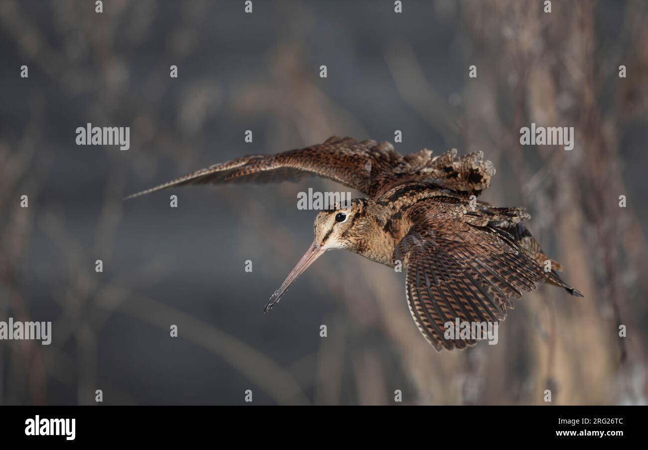 Bois eurasien (Scolopax rusticola) en vol sur fond sombre montrant une aile supérieure à Blåvand, Danemark Banque D'Images