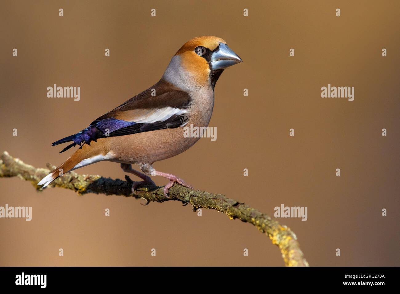 Hawfinch, Coccothraustes coccothraustes, en Italie. Perché sur une brindille. Banque D'Images