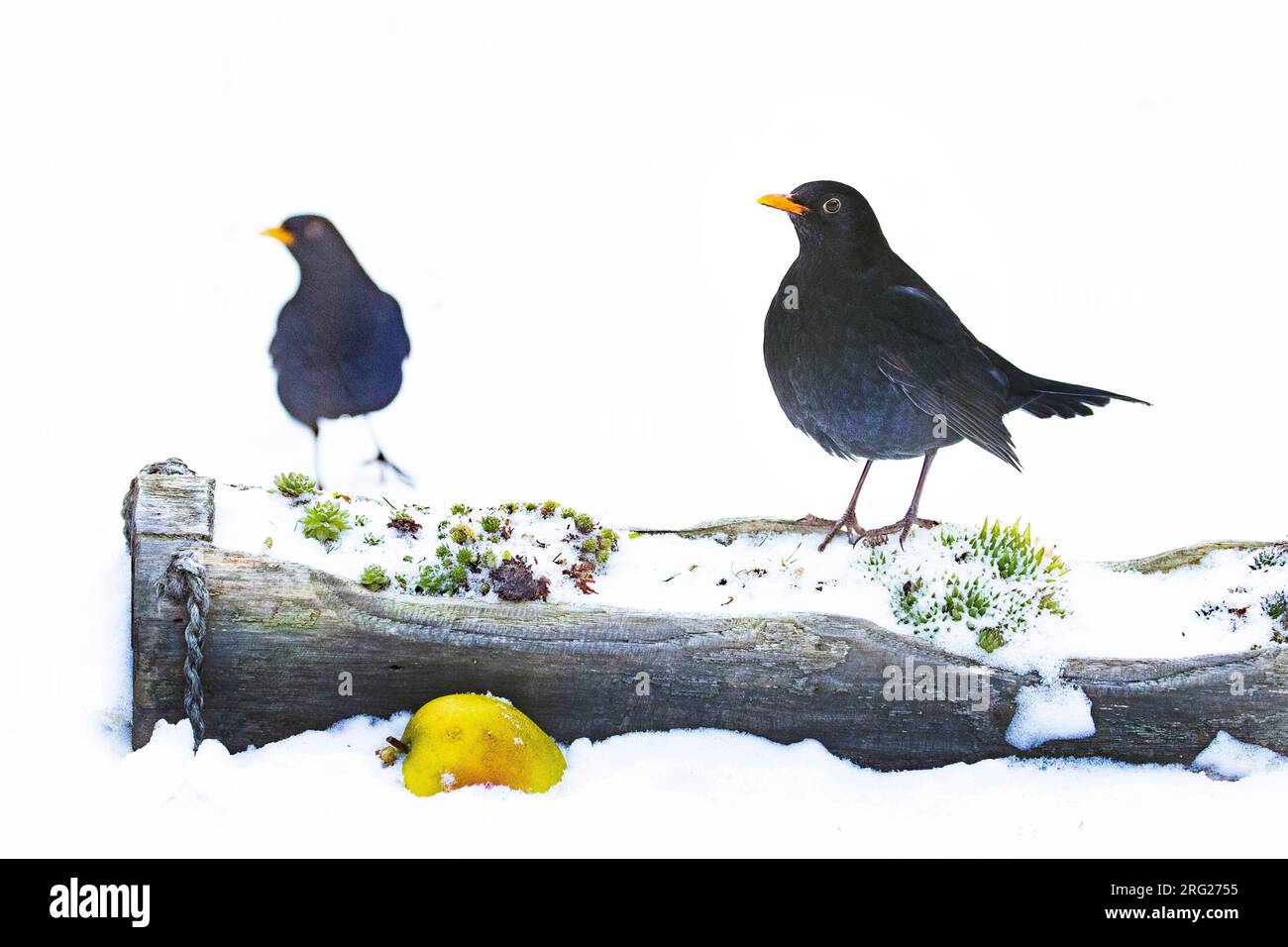 Oiseau noir européen mâle (Turdus merula) se nourrissant de pommes dans la neige dans une cour urbaine aux pays-Bas. Banque D'Images