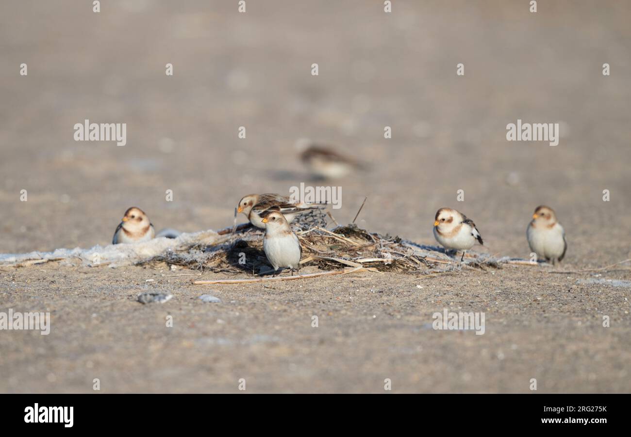 Banderole à neige (Plectrophenax nivalis) petit troupeau reposant sur une plage près d'Esbjerg, Danemark Banque D'Images