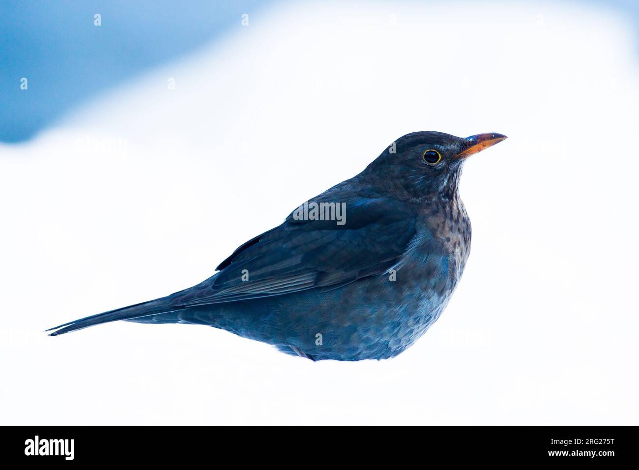Blackbird, Turdus merula dans la neige et l'hiver Banque D'Images