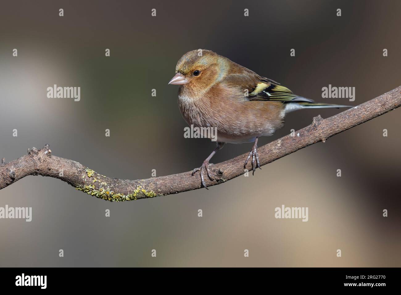 Mâle adulte Chaffinch commun (Fringilla coelebs) perché sur un rocher à Florence, Toscane, Italie. Banque D'Images