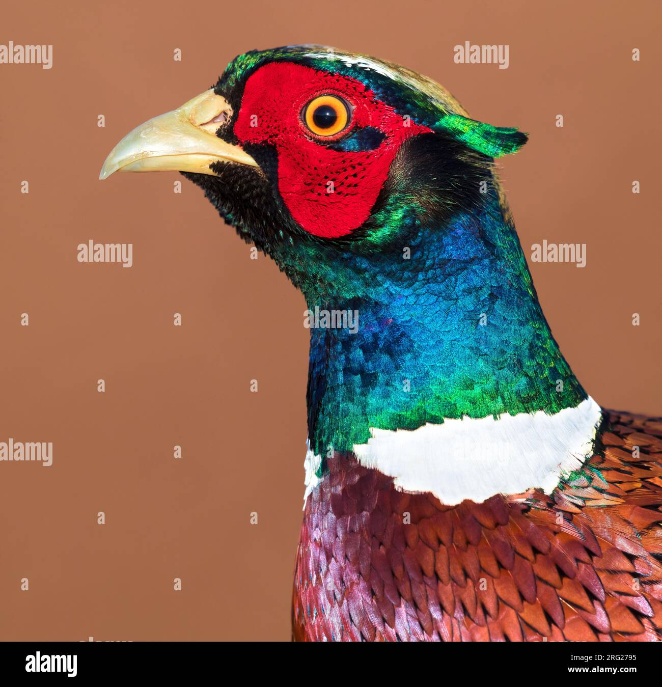 Pheasant commun mâle (Phasianus colchicus) dans le plumage reproducteur de près en Italie. Banque D'Images