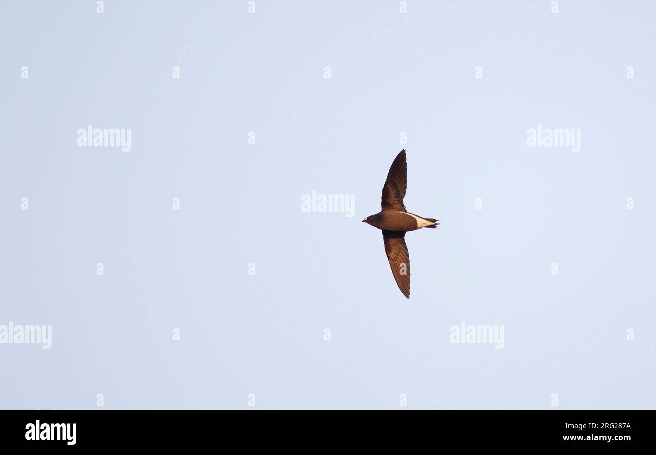 Ailette à dos brun (Hirundapus giganteus) oiseau unique en vol contre le ciel bleu à Khao Yai, Thaïlande Banque D'Images