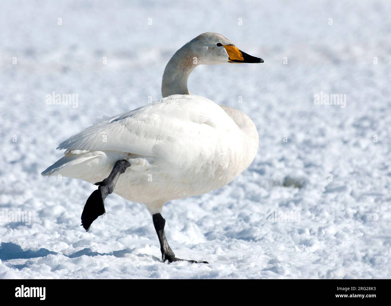 Whooper Swan, Cygnus cygnus dans la neige à Hokkaido (Japon) Banque D'Images
