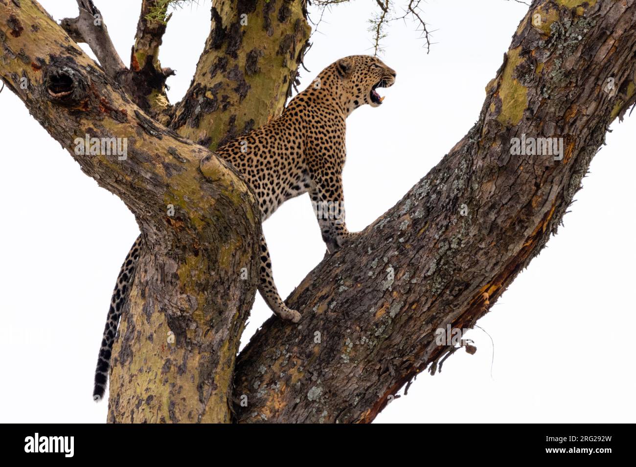 Un léopard, Panthera pardus, debout sur un arbre.Seronera, Parc national du Serengeti, Tanzanie Banque D'Images