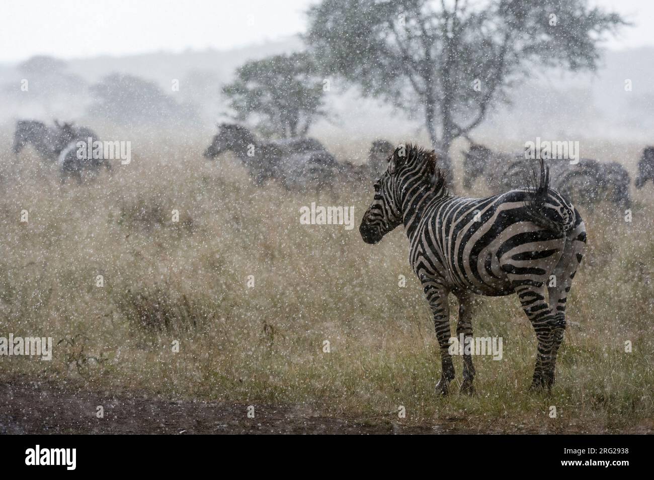 Zèbres des plaines, Equus quagga, sous la pluie.Seronera, Parc national du Serengeti, Tanzanie Banque D'Images