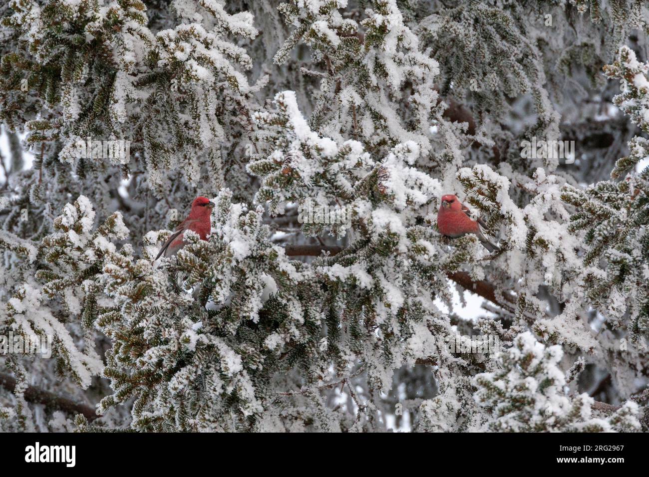 Grosbeak de pin (énucléateur de Pinicola) près de Kuusamo en Finlande. Deux mâles se nourrissant d'oiseaux dans un arbre couvert de neige. Banque D'Images