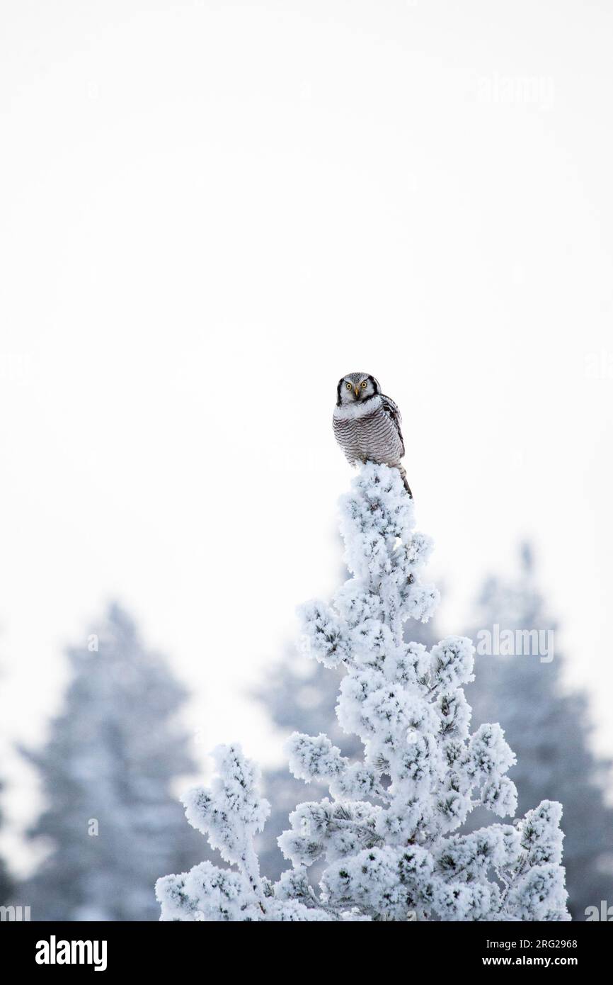Chouette de la buse du Nord (Surnia ulula) pendant l'hiver froid à Kuusamo, en Finlande. Perchée dans un pin recouvert de neige et de gel. Banque D'Images