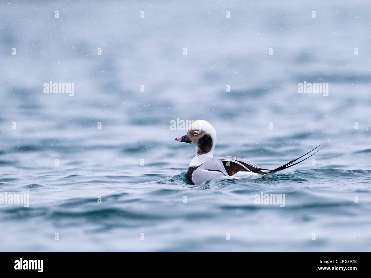 Canard à longue queue mâle (Clangula hyemalis) en plumage hivernal nageant dans un port de la péninsule de Varangerfjord, en Norvège arctique. Banque D'Images