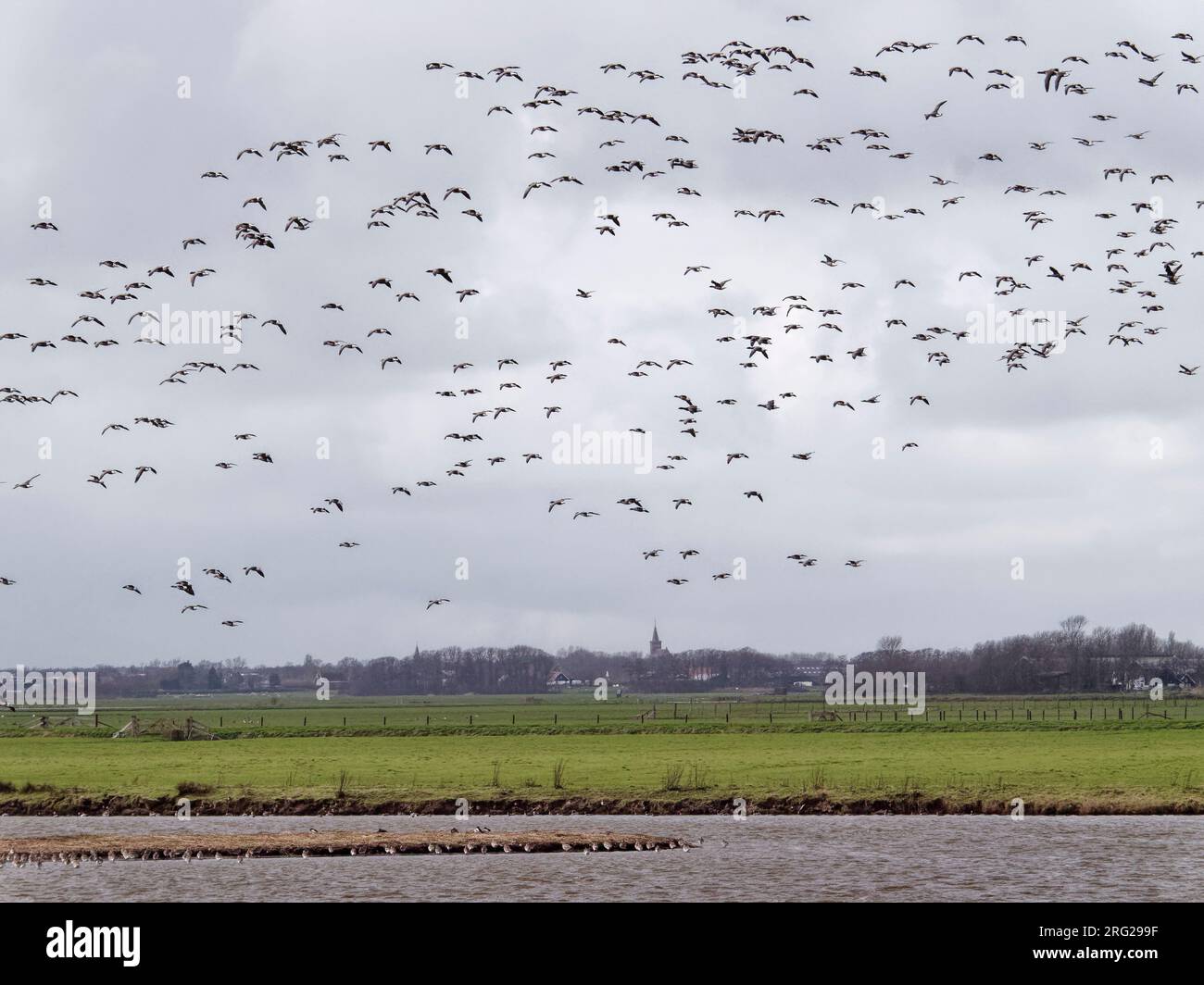 Site de repos des oiseaux en haute eau Ottersaat, Texel, pays-Bas Banque D'Images