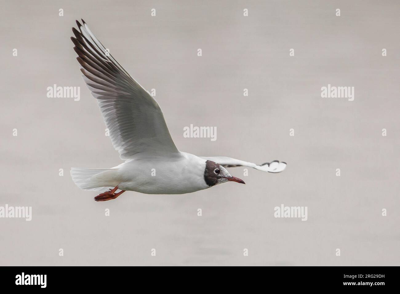 Gabbiano comune ; commun Mouette ; Croicocephalus ridibundus Banque D'Images